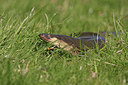 BUITEN BEELD Foto: 292939
