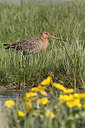 BUITEN BEELD Foto: 292970