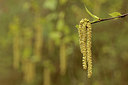 BUITEN BEELD Foto: 293011