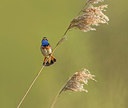 BUITEN BEELD Foto: 293050