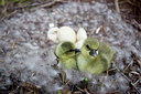 BUITEN BEELD Foto: 293158