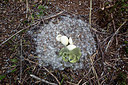 BUITEN BEELD Foto: 293164
