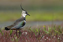 BUITEN BEELD Foto: 293199