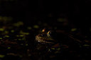 BUITEN BEELD Foto: 293208