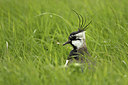 BUITEN BEELD Foto: 293226