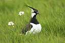 BUITEN BEELD Foto: 293227