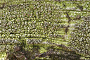 BUITEN BEELD Foto: 293253