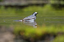 BUITEN BEELD Foto: 293267