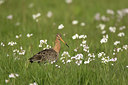 BUITEN BEELD Foto: 293287