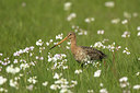 BUITEN BEELD Foto: 293288