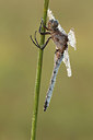 BUITEN BEELD Foto: 293293