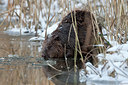 BUITEN BEELD Foto: 293296