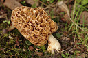BUITEN BEELD Foto: 293441