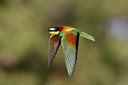 BUITEN BEELD Foto: 293590