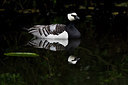 BUITEN BEELD Foto: 293599