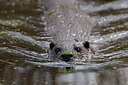 BUITEN BEELD Foto: 293631