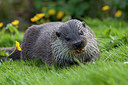 BUITEN BEELD Foto: 293633