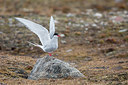 BUITEN BEELD Foto: 293725