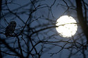 BUITEN BEELD Foto: 293811