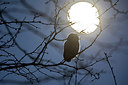 BUITEN BEELD Foto: 293813