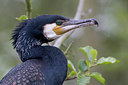 BUITEN BEELD Foto: 293824