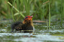 BUITEN BEELD Foto: 293877