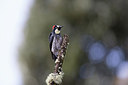 BUITEN BEELD Foto: 293897