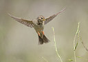 BUITEN BEELD Foto: 293955