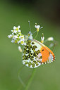 BUITEN BEELD Foto: 293975