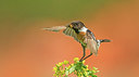 BUITEN BEELD Foto: 294157