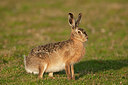 BUITEN BEELD Foto: 294199