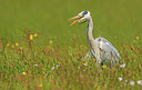 BUITEN BEELD Foto: 294227