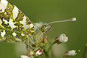 BUITEN BEELD Foto: 294236