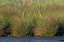 BUITEN BEELD Foto: 294242