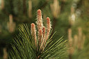 BUITEN BEELD Foto: 294286