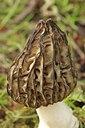 BUITEN BEELD Foto: 294366