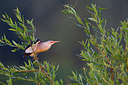 BUITEN BEELD Foto: 294425