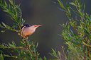 BUITEN BEELD Foto: 294426