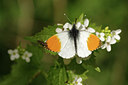BUITEN BEELD Foto: 294447