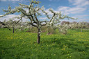 BUITEN BEELD Foto: 294529