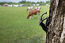 BUITEN BEELD Foto: 294571