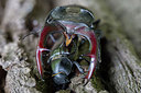 BUITEN BEELD Foto: 294572