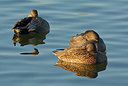 BUITEN BEELD Foto: 294600
