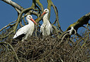 BUITEN BEELD Foto: 294610