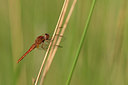 BUITEN BEELD Foto: 294632
