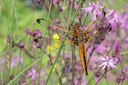 BUITEN BEELD Foto: 294641