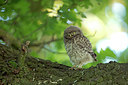 BUITEN BEELD Foto: 294689