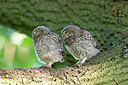 BUITEN BEELD Foto: 294692
