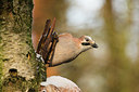 BUITEN BEELD Foto: 294733