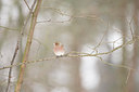 BUITEN BEELD Foto: 294749